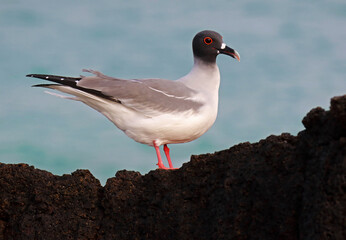 Swallow-tailed Gull, Creagrus furcatus