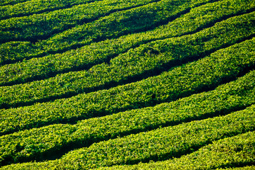Beautiful sunrise at tea plantations in Cameron Highlands in Malaysia