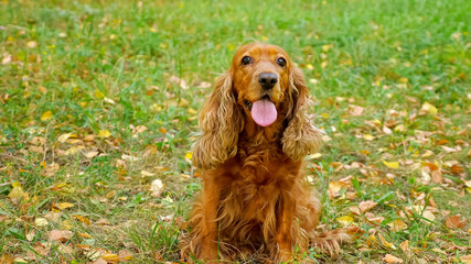 Funny spaniel with long tongue and brown fur sits on green meadow grass with leaves of yellow colour looking straight closeup