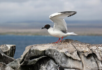 Swallow-tailed Gull, Creagrus furcatus