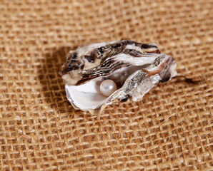 open oyster with pearl isolated on burlap background