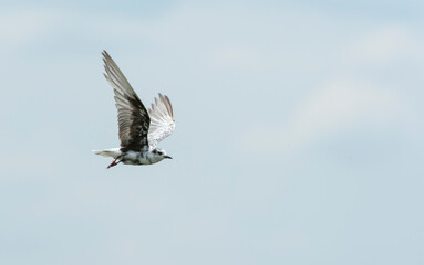 White-winged Tern, Chlidonias leucopterus