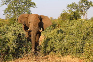 Obraz premium Afrikanischer Elefant / African elephant / Loxodonta africana