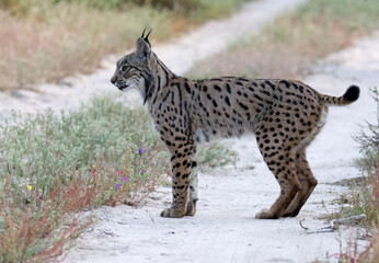 Naklejka na ściany i meble Iberian lynx, Lynx pardinus