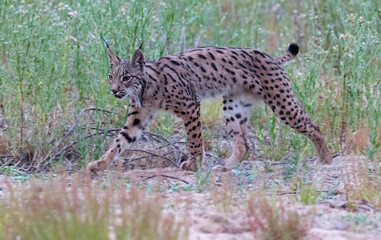 Iberian lynx, Lynx pardinus