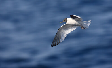 Sabine's Gull, Xema sabini