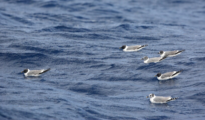 Sabine's Gull, Xema sabini