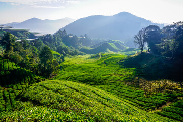 Beautiful sunrise at tea plantations in Cameron Highlands in Malaysia