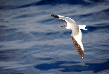 Sabine's Gull, Xema sabini
