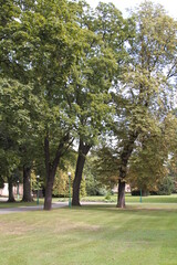 trees in the park