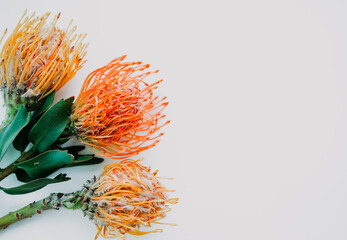 A fluffy orange yellow grevillea flower is isolated on a white background. Flat lay. top view. copy space . special focus. 
