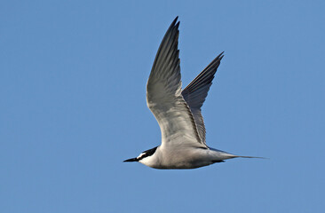 Fototapeta premium Aleutian Tern, Onychoprion aleuticus