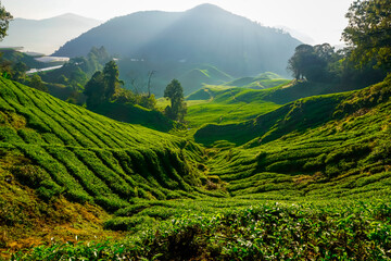 Beautiful sunrise at tea plantations in Cameron Highlands in Malaysia