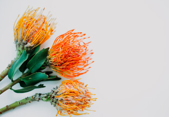 A fluffy orange yellow grevillea flower is isolated on a white background. Flat lay. top view. copy space . special focus. 
