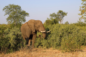 Afrikanischer Elefant / African elephant / Loxodonta africana