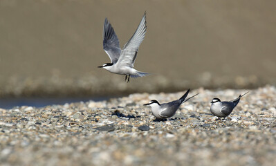 Aleutian Tern, Onychoprion aleuticus