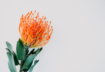 A fluffy orange yellow grevillea flower is isolated on a white background. Flat lay. top view. copy space . special focus. 
