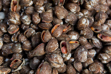 Cambodia, Thailand, Clam - Seafood, Clam - Animal, Lifestyles