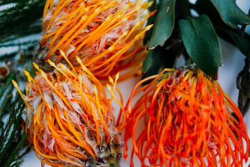 A fluffy orange yellow grevillea flower is isolated on a white background. Flat lay. top view. copy space . special focus. 
