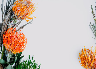 A fluffy orange yellow grevillea flower is isolated on a white background. Flat lay. top view. copy space . special focus. 
