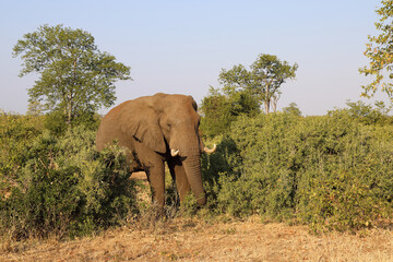 Fototapeta premium Afrikanischer Elefant / African elephant / Loxodonta africana