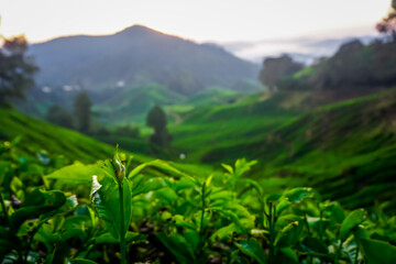 Beautiful sunrise at tea plantations in Cameron Highlands in Malaysia