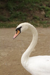 Fototapeta premium swan on the water