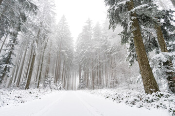 Winter hike in snow from Wilhelmsdorf on the Hoechsten on Lake Constance