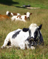 vaca pastando en prado verde