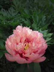 Obraz premium Wild beauty flower with nectar blooming