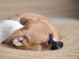 Sad little Chihuahua dog. Portrait of a dog