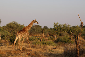 Giraffe / Giraffe / Giraffa Camelopardalis