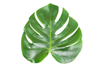 Green leaf of houseplant monstera deliciosa isolated on white background