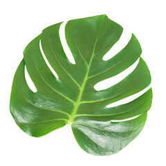 Green leaf of houseplant monstera deliciosa isolated on white background