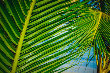 Fototapeta na wymiar Palm branches on the coast of a tropical island
