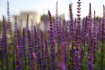 Delicate purple sage shoots in the city park