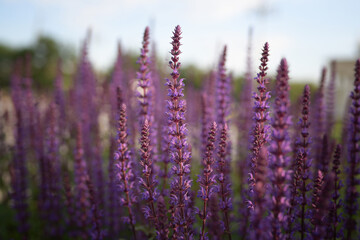 Thin stems of flowering sage at sunset in the park