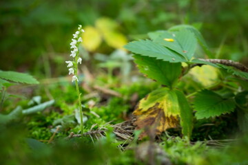 Goodyera repens. Orchid. Nature of the Czech Republic. Wild nature. Plant in the forest. Beautiful picture. Nature photography.