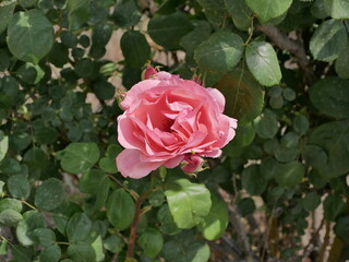 macro photo flower bud of a pink rose. Rosebud opened. Rose with lush petals.