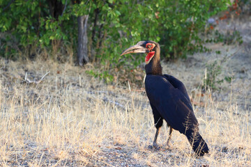 Kaffernhornrabe / Southern Ground Hornbill / Bucorvus leadbeateri