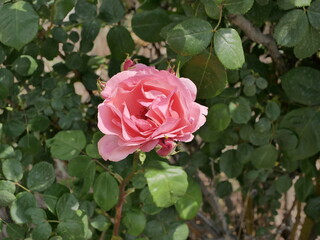 macro photo flower bud of a pink rose. Rosebud opened. Rose with lush petals.