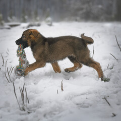 Little german shepherd puppy playing in the snow with a rope toy