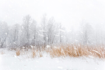 Winter snowy scenery. Snowflakes, falling over frozen lake with dry reeds. Wide angle landscape.