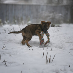 Obraz premium Red-haired with black spots puppy of a young shepherd dog in the snow with a toy in his teeth