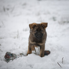 Little german shepherd puppy stands funny over rope toy