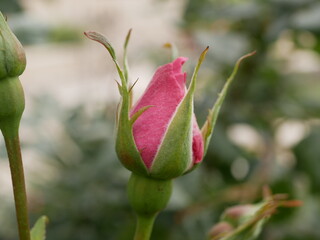 macro photo flower bud of a pink rose. Rosebud opened. Rose with lush petals.