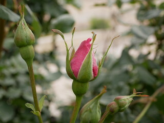 macro photo flower bud of a pink rose. Rosebud opened. Rose with lush petals.