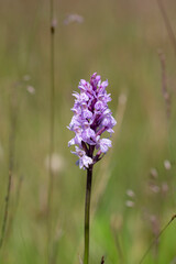 Obraz premium Dactylorhiza fuchsii common spotted orchid flowers in bloom, beautiful purple white wild flowering plants on highlands meadow