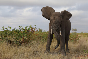 Obraz premium Afrikanischer Elefant / African elephant / Loxodonta africana