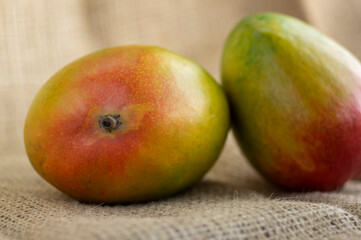 Ripening stone fruits mangoes spread on light brown jute background, product of plant mangifera, green red color